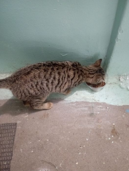 Отдаю кота бесплатно.