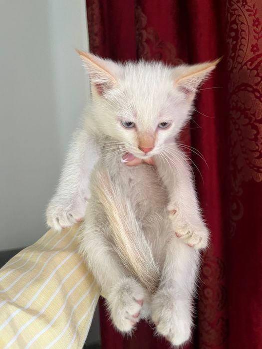 Отдам котят в хорошие руки