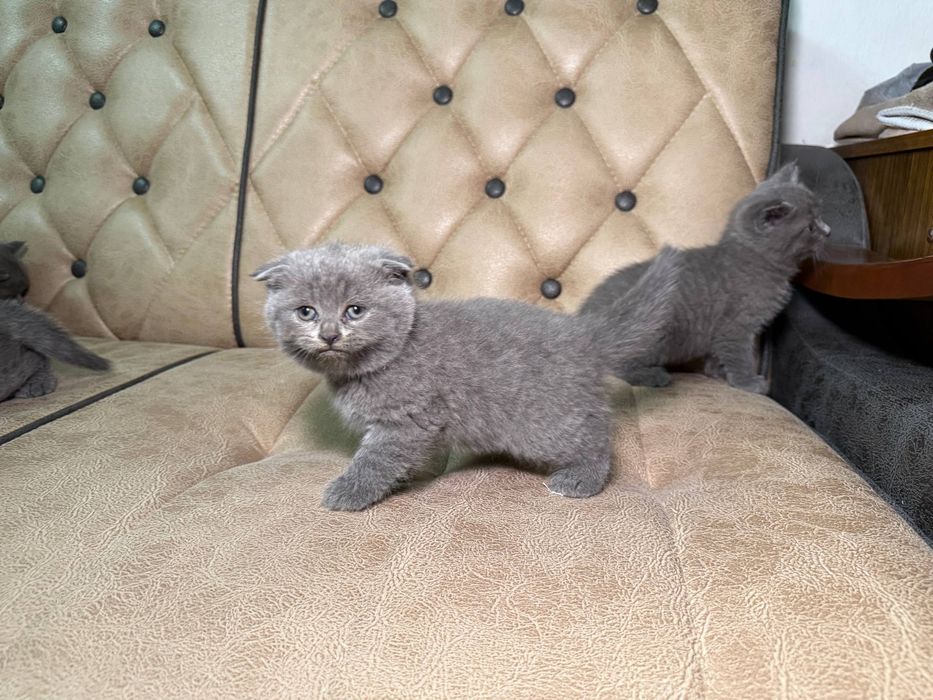 Котята скотиш фллд