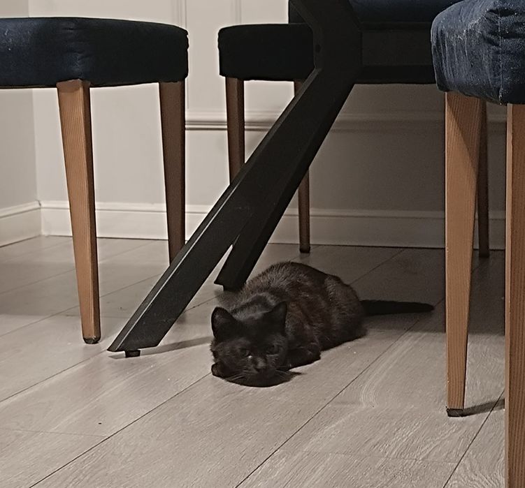 Кошка в хороший руки