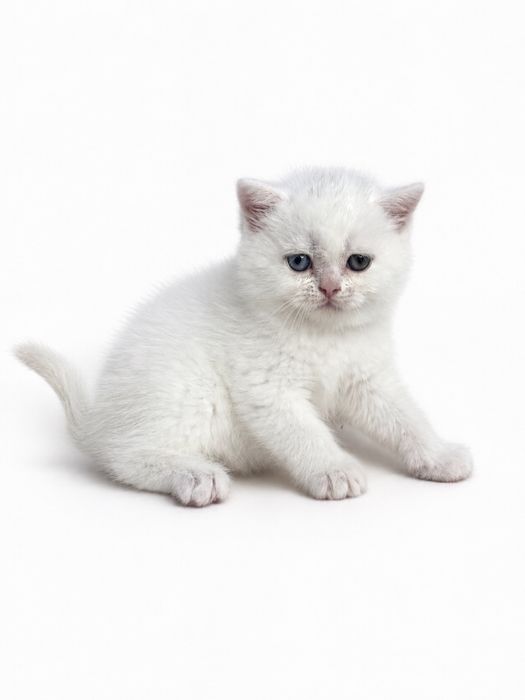 Продаются котята Шотландской породы! Уступлю!