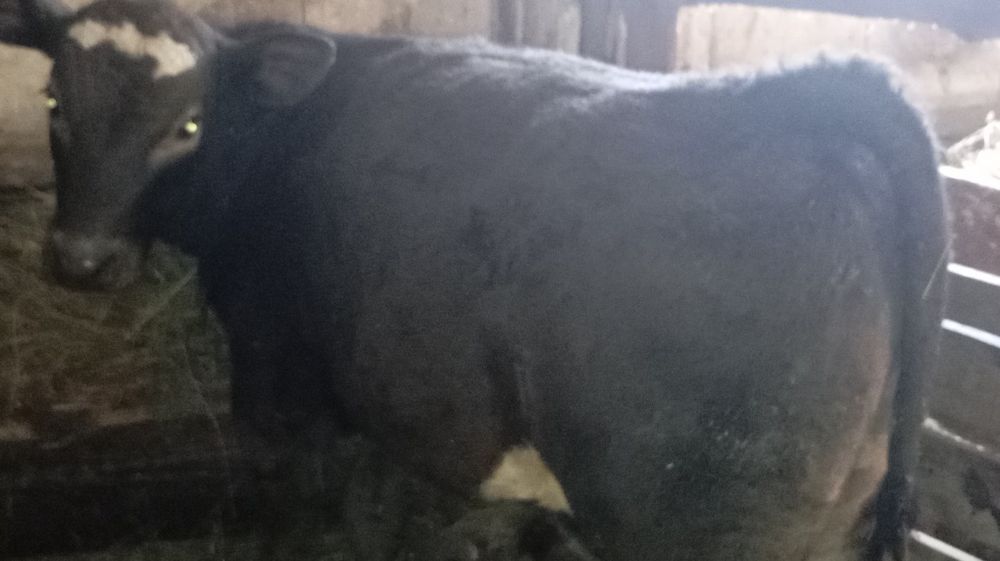 Vând 2 tăurași de 4-5 luni