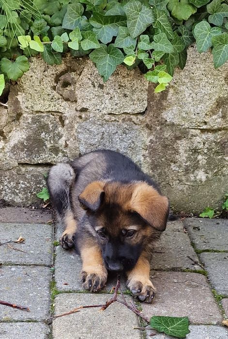 Pui ciobanesc german linia de lucru