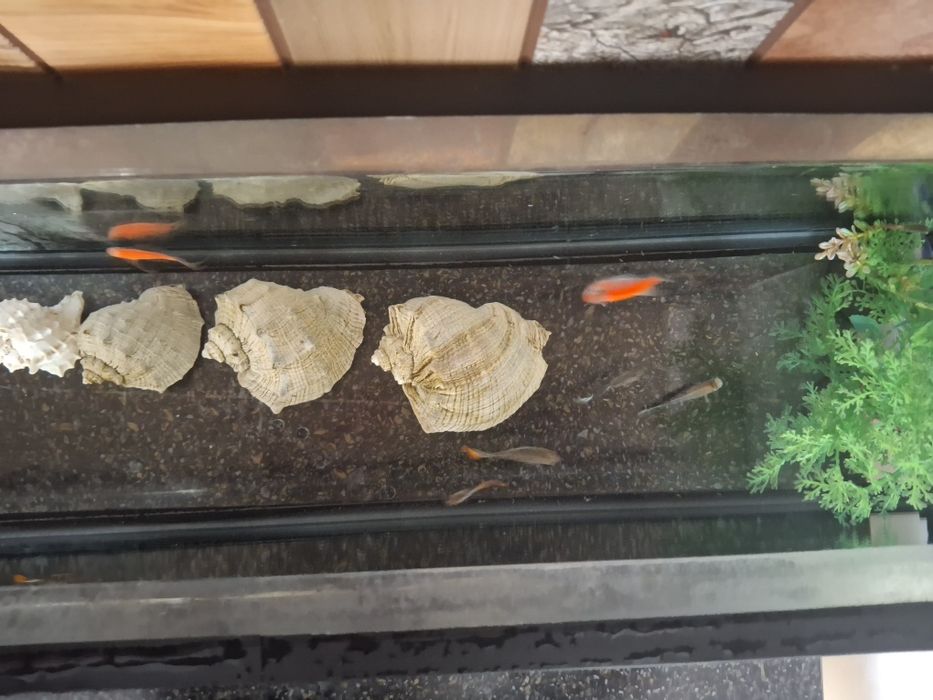 Продажа аквариум