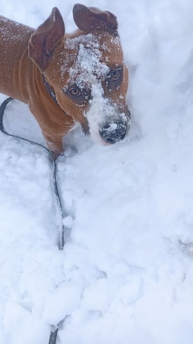 Сведу мальчика стафоширский тырьер