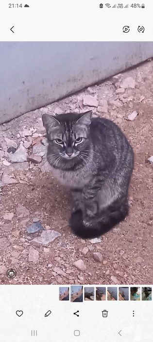 Кошка с котятами