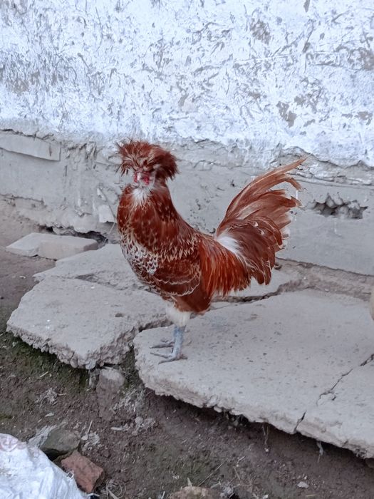 Хороз падуан сербро