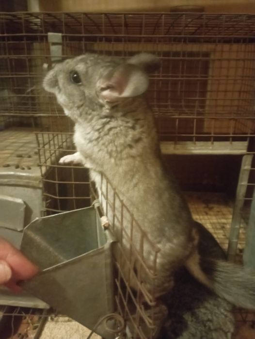 Детеныши шиншилл 3 месяца