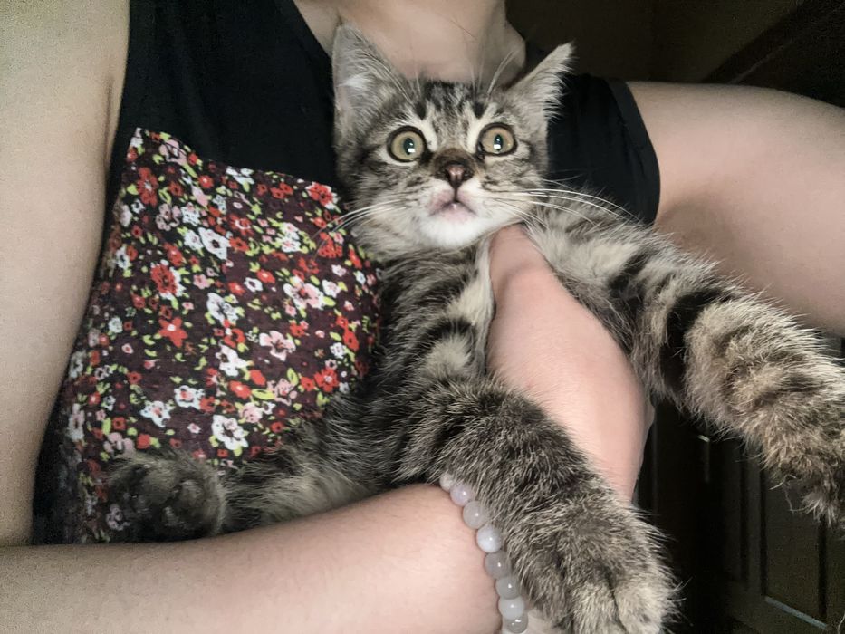В добрые руки бесплатно кота