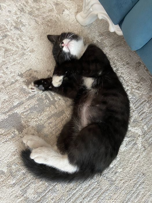 Отдам котенка. 3.5мес. Крысолов. Мышей уже ловит. Лоток знает