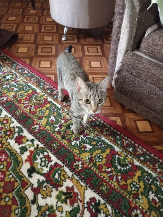 Отдаю кота в хорошие руки