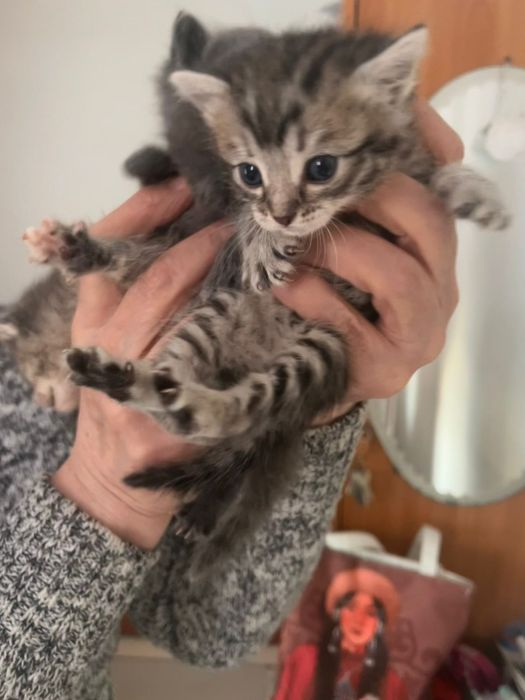 Котята маленькие