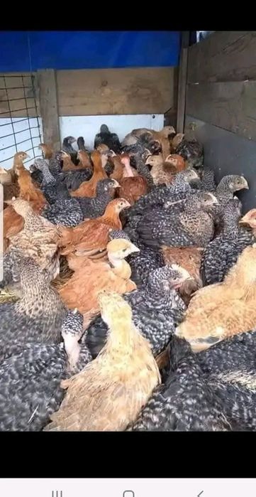 Vând pui  din prima serie