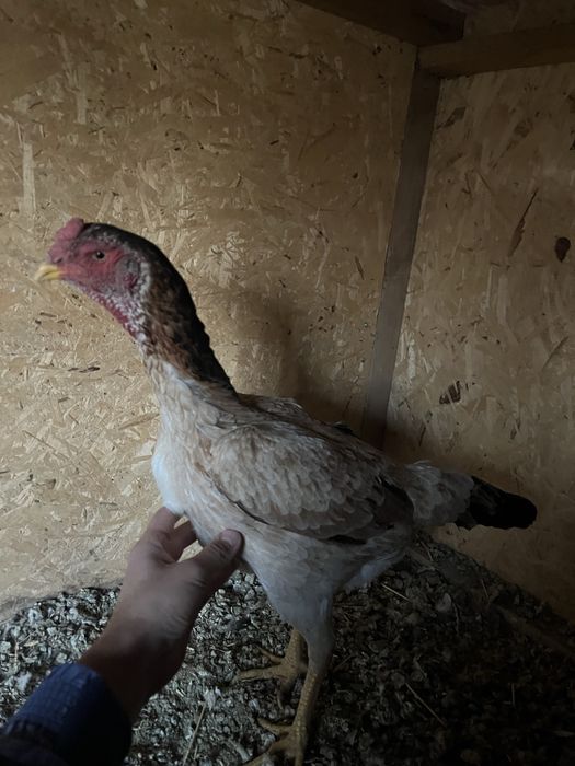 Курица бойцовая 7000