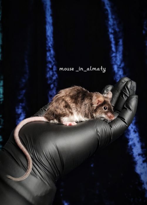 Декоративные мышки