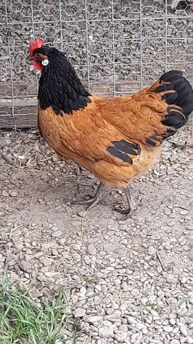 Vindem pui diferite  rase