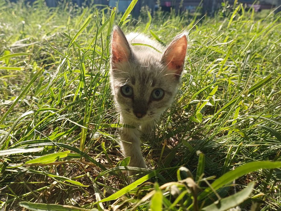Отдаем котёнка в хорошие руки