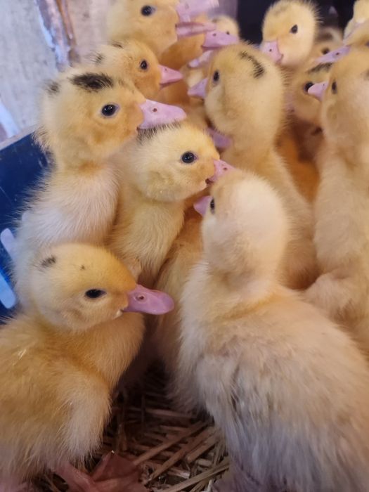 Муларды.   Утята