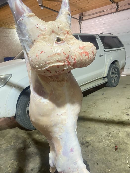 Қойлар сатылады продаются овцы