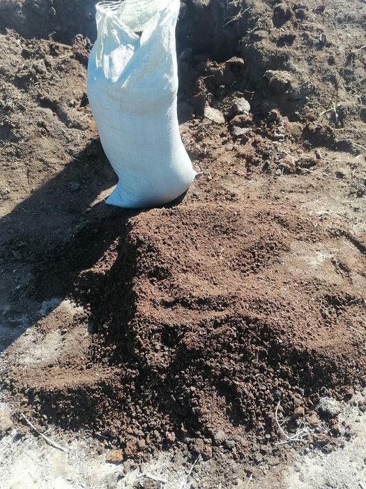 Сеянный перегнивший навоз