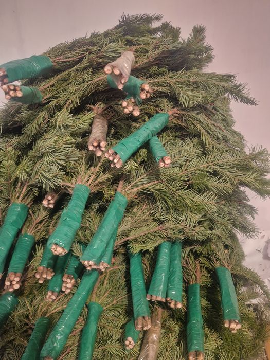 Продам Пихтовый веник