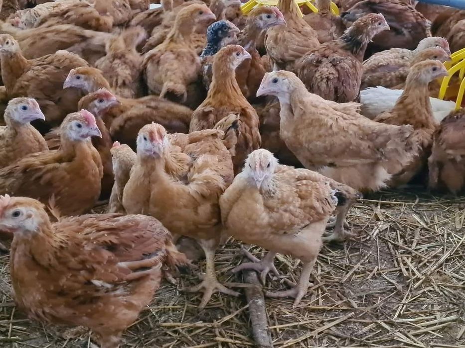 Pui de carne si rasa mixta