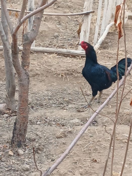 Домашний  хорозлар сотилади 300.000