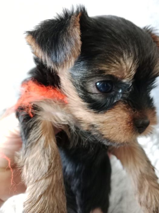 Щенок йоркширского терьера