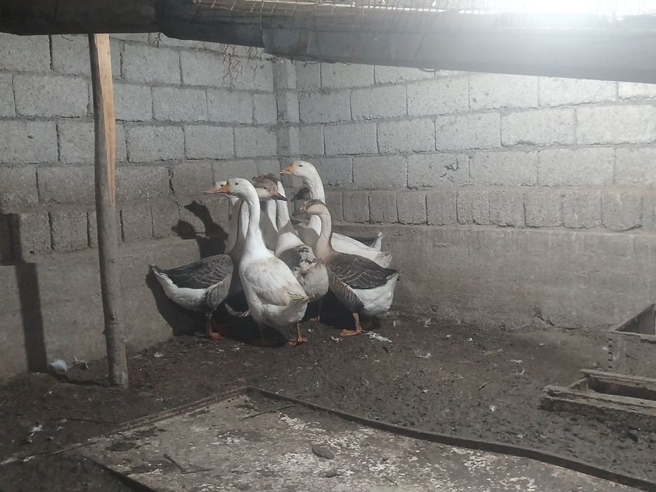 Продаётся  гуси куры