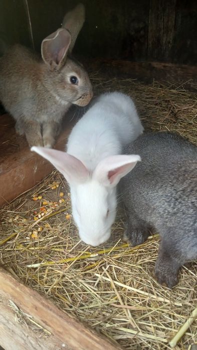 Vând iepuri Uriaș German