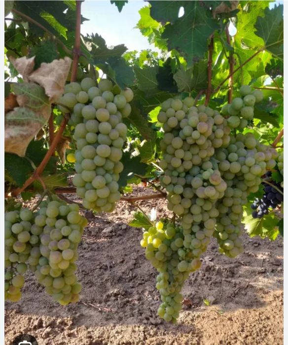 Vand struguri de vin!-transport gratuit!