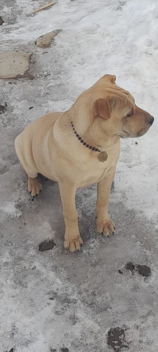 Щенок Американский шарпей