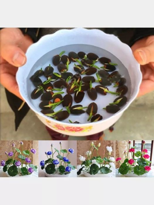 Ajoyib urug'dan yetiluvchi gul