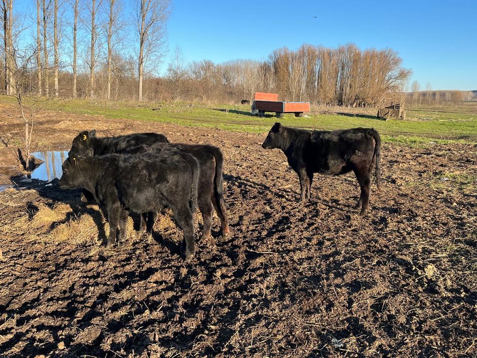 Vând un lot de 12 vitele aberden angus