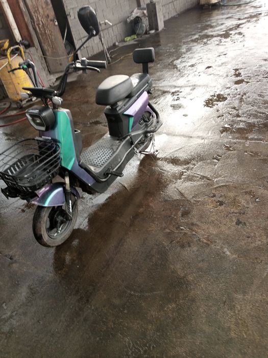 Olganiga bir oy bogan