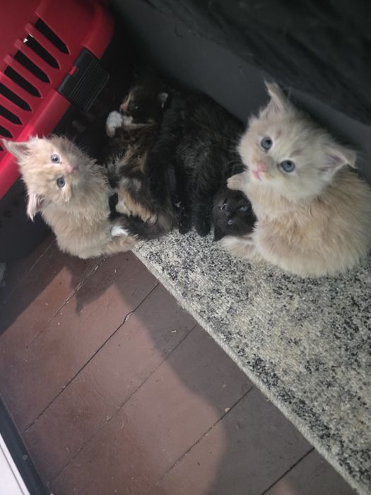 Чистокръвни котки Мейн куун