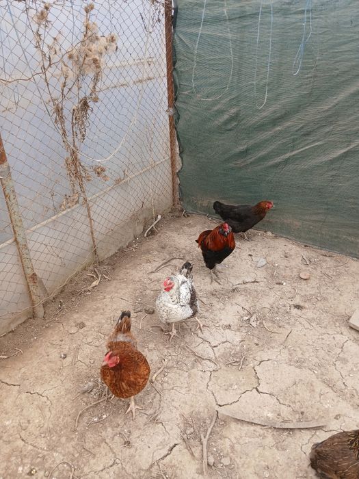 Gaini de tara, matase japoneza,paduane si pitici motati