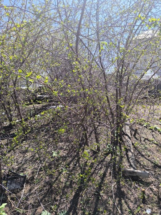 Саженцы вишни крупной