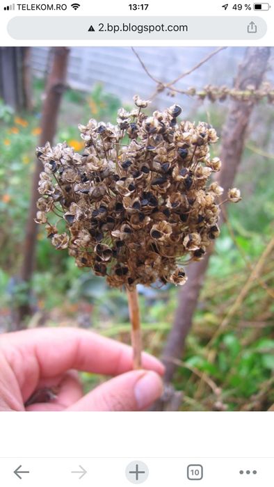 Seminte de ceapa de apa de buzau