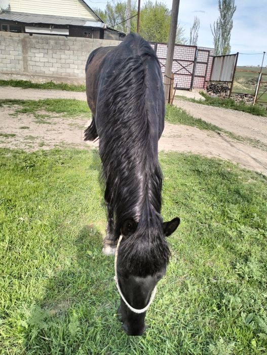 Қара пішпе  дөнен сатылады!