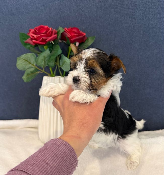 Бивер йоркширски териер