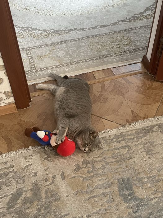 Отдам в добрые руки кошку