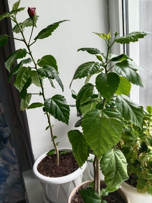 Гибиукусы с бутонами