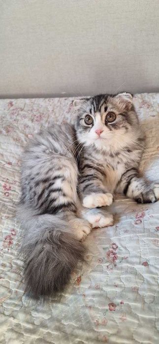 Шикарная девочка Scottish Fold (4 месяца)