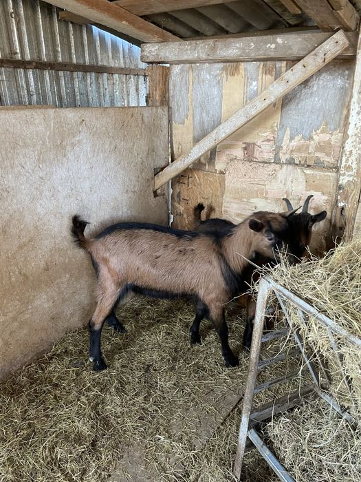 Vând Țap şi Ieduță gestantă de 1 an rasa Francez Alpin