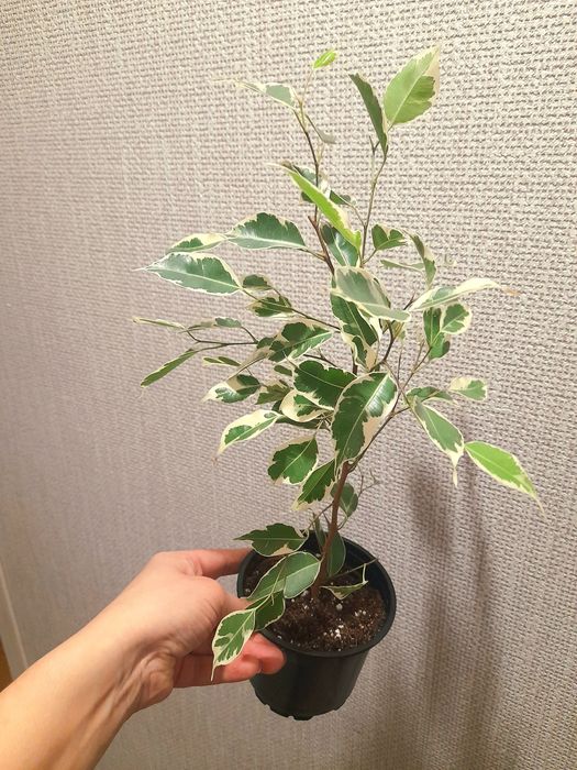 Продам Фикус бенджамина Твилайт