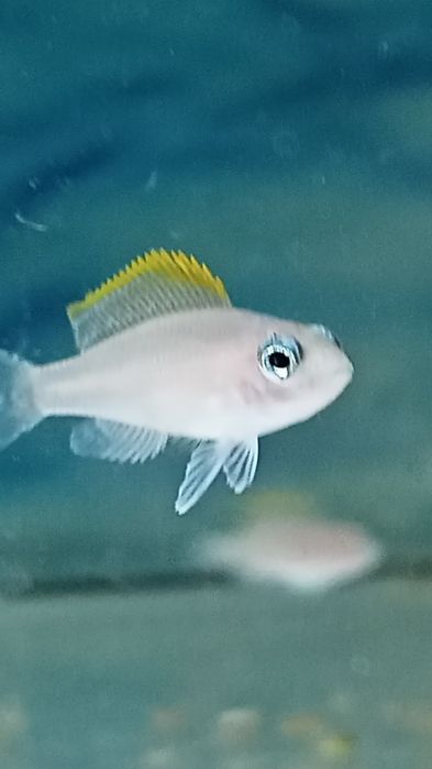 Мальки Неолампрологус крапчатохвостый