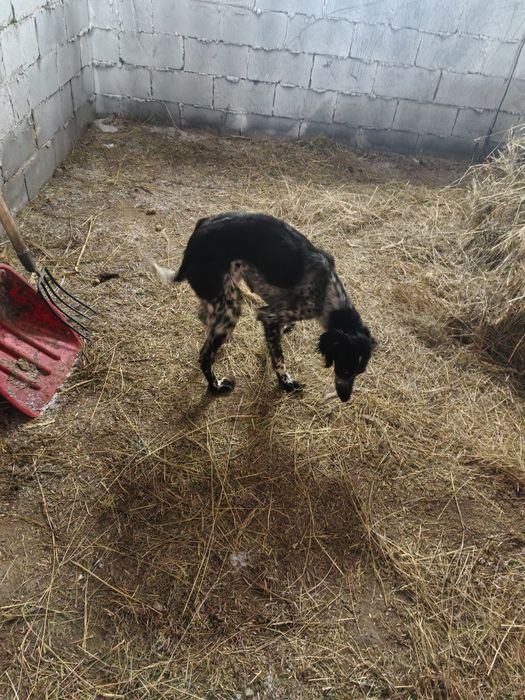 Сабака , тазы шенок