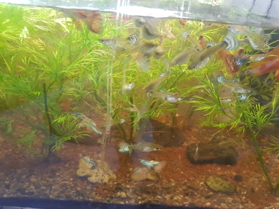 Guppy de vanzare