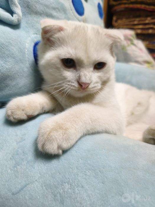 Котёнок 4 месяца